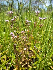 Conoclinium coelestinum image