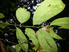 Lacistema aggregatum