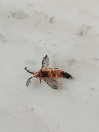 Phengodes leonilae