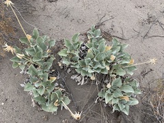 Enceliopsis nudicaulis