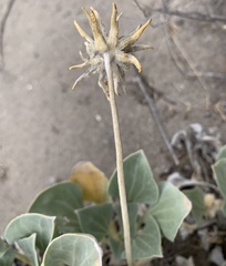 Enceliopsis nudicaulis