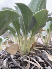 Enceliopsis nudicaulis