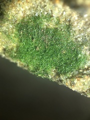 Crepidomanes intricatum