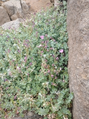 Epilobium obcordatum