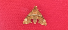 Aleuron iphis