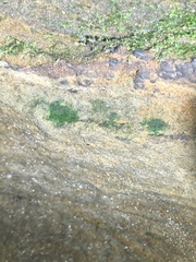 Crepidomanes intricatum