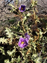 Solanum hoplopetalum