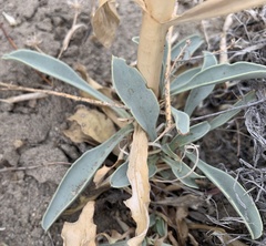 Penstemon acuminatus acuminatus