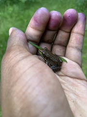 Lithobates clamitans