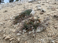 Sabulina nuttallii