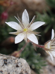 Sabulina nuttallii
