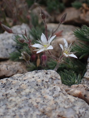 Sabulina nuttallii