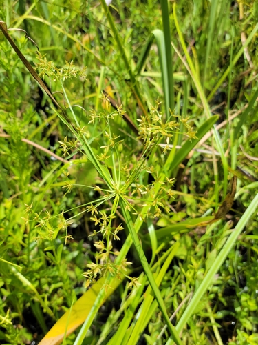 Haspan flatsedge (Cyperus haspan)