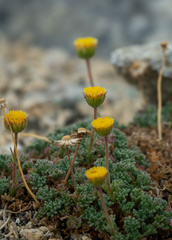 Erigeron aphanactis