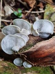 Conchomyces bursiformis