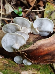 Conchomyces bursiformis