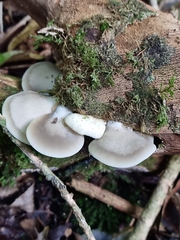 Conchomyces bursiformis