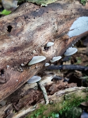 Conchomyces bursiformis
