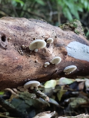 Conchomyces bursiformis