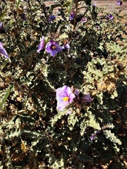 Solanum hoplopetalum