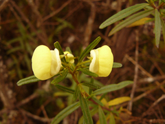 Calceolaria hyssopifolia