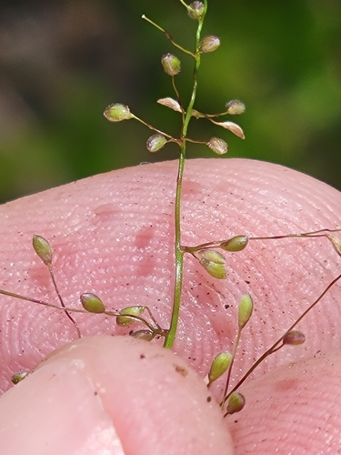Image of White-Edged Witchgrass (Dichanthelium tenue) by (c) Jay Horn, some rights reserved (CC BY)
