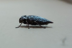 Chrysochroinae