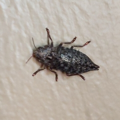 Chrysochroinae