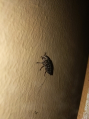 Chrysochroinae