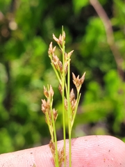 Rhynchospora divergens