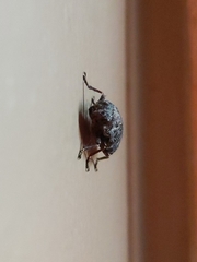 Chrysochroinae
