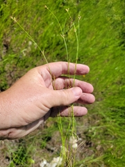 Rhynchospora divergens