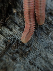 Brachycybe rosea