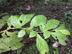 Lycianthes sanctaeclarae
