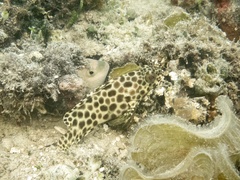Epinephelus quoyanus