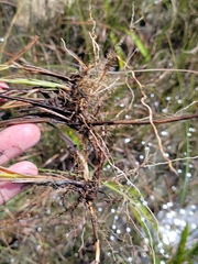 Schizachyrium rhizomatum