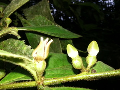 Lycianthes sanctaeclarae
