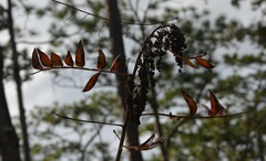 Rhus copallina image
