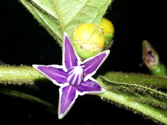 Lycianthes sanctaeclarae