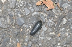 Necrophila americana