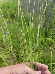 Elionurus tripsacoides