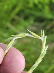 Elionurus tripsacoides