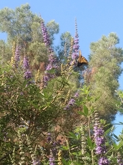 Papilio multicaudata