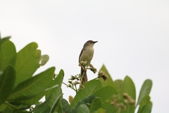 Prinia sylvatica