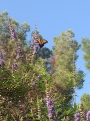 Papilio multicaudata