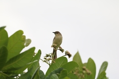 Prinia sylvatica