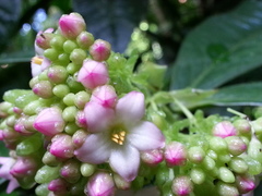 Ardisia opegrapha