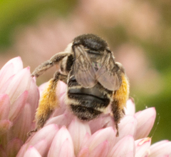 Melissodes illatus