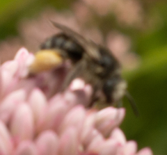 Melissodes illatus