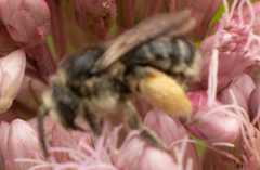 Melissodes illatus